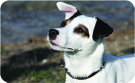 Parson Russell Terrier ZARA - Senec