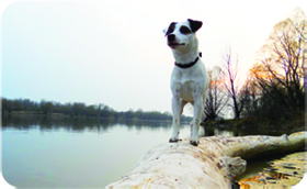 Parson Russell Terrier ZARA - Dunajské rameno